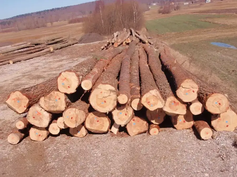 Kłoda przygotowana do załadunku